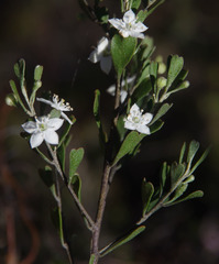 Rhadinothamnus rudis