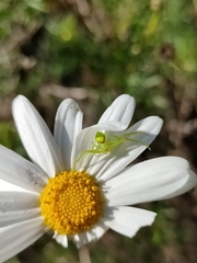 Misumena spinifera