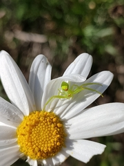 Misumena spinifera