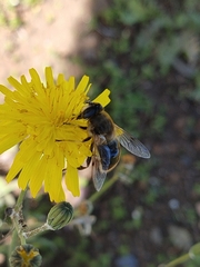 Eristalis tenax