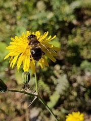 Eristalis tenax