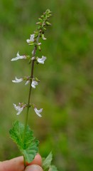 Orthosiphon suffrutescens