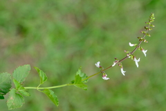 Orthosiphon suffrutescens