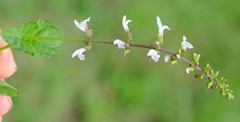 Orthosiphon suffrutescens