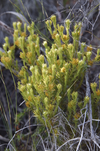 Image of Thesium carinatum by (c) Tony Rebelo, some rights reserved (CC BY-SA)