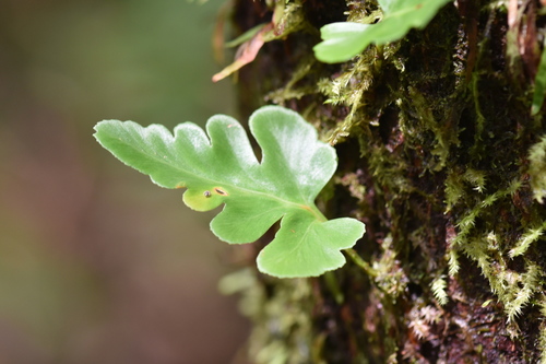 Davallia repens image