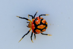 Paraplectana thorntoni