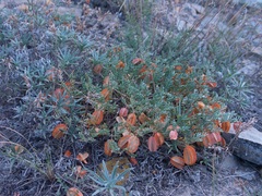 Zygophyllum pinnatum