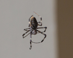 Nephilingis cruentata