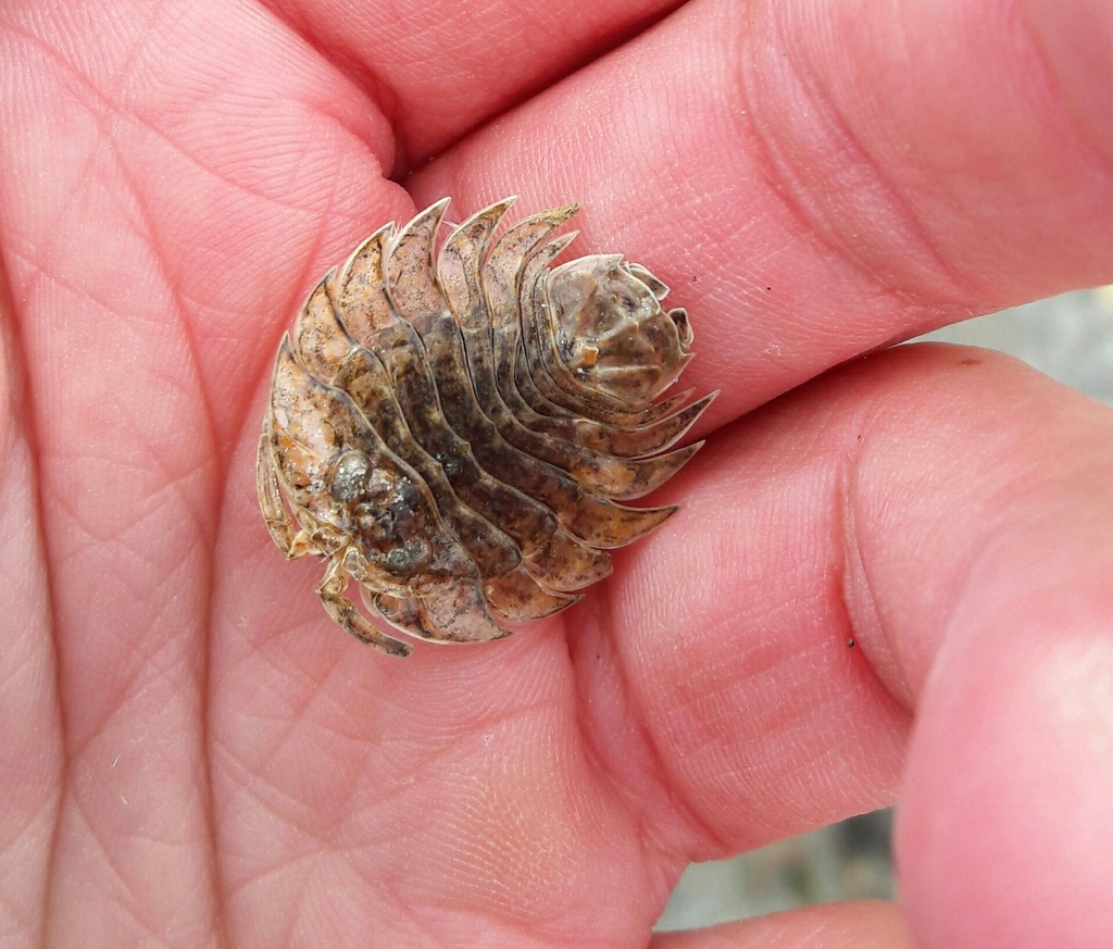 Acanthoserolis schythei