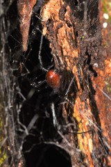 Nephilingis borbonica