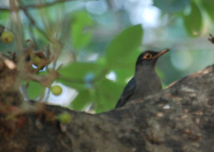 Turdus simillimus