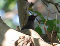 Turdus simillimus