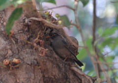 Turdus simillimus