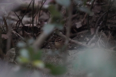 Urosphena squameiceps