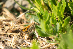 Hylephila fasciolata