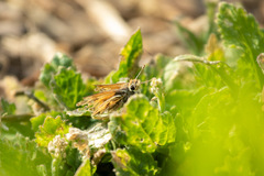 Hylephila fasciolata