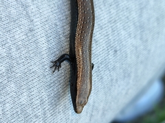 Chalcides viridanus