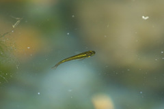 Actinopterygii