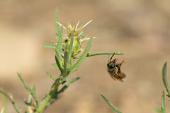 Apis mellifera