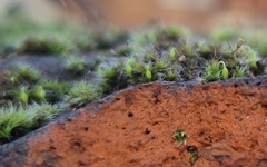 Grimmia pulvinata