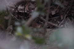 Urosphena squameiceps