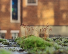 Ptychostomum capillare