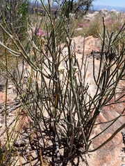 Lacomucinaea lineata