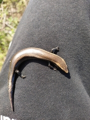 Chalcides viridanus