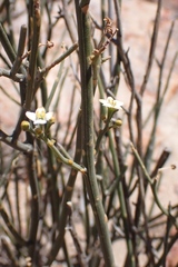 Lacomucinaea lineata