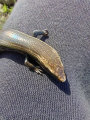Chalcides viridanus