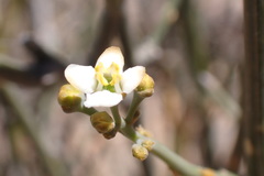 Lacomucinaea lineata