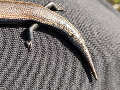 Chalcides viridanus