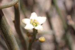 Lacomucinaea lineata