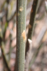 Lacomucinaea lineata