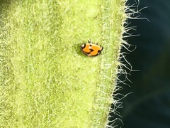 Adalia angulifera