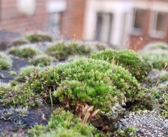 Ptychostomum capillare