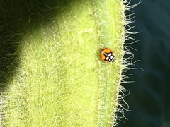 Adalia angulifera