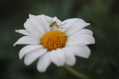 Misumena spinifera