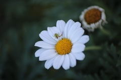 Misumena spinifera