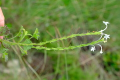 Chascanum hederaceum