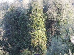 Smilax aspera