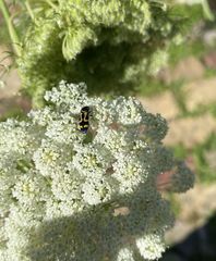 Castiarina flavopicta