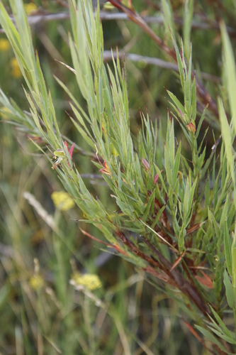 Image of Cliffortia graminea by (c) Tony Rebelo, some rights reserved (CC BY-SA)