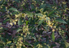 Acacia urophylla