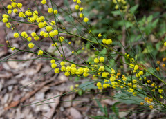 Acacia extensa