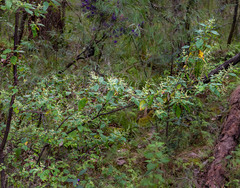 Trymalium odoratissimum