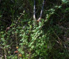 Tremandra stelligera