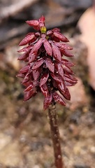 Genoplesium densum