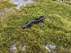 Plethodon hubrichti